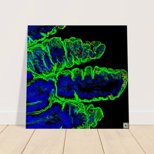 Puede incluir: Una impresión abstracta vibrante que presenta una vista de cerca de una estructura biológica. La imagen muestra una compleja disposición de elementos verdes, azules y rojos sobre un fondo negro, creando un efecto visual impactante. La obra de arte se muestra en un lienzo cuadrado.