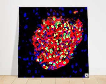 Poster d'art - Oeuvre d'art sur la régénération des îlots pancréatiques avec code QR