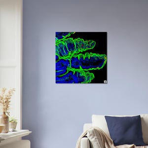 Puede incluir: Una impresión abstracta vibrante sobre un fondo negro. La obra de arte presenta una vista de cerca de una estructura biológica, con tonos verdes y azules brillantes. La imagen está montada en una pared, agregando un toque moderno al espacio.