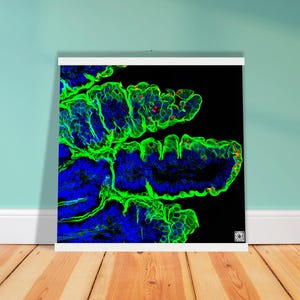 Puede incluir: Impresión abstracta que representa una vista microscópica de estructuras biológicas. La imagen presenta patrones intrincados en azul y verde, con pequeños acentos rojos sobre un fondo negro. La obra de arte se muestra en un marco blanco.