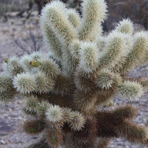 Teddy bear cholla cactus photography