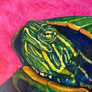May include: A close-up of a painted turtle with a green and yellow shell and a blue and black head. The turtle's eye is visible and the background is a bright pink.