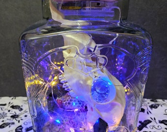 Doe Skull in a large illuminated jar