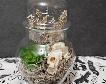 mink skull in apothecary jar terrarium