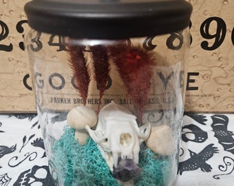 Mink skull in black lidded jar terrarium