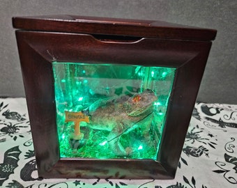 Witchy Toad Light Up Terrarium