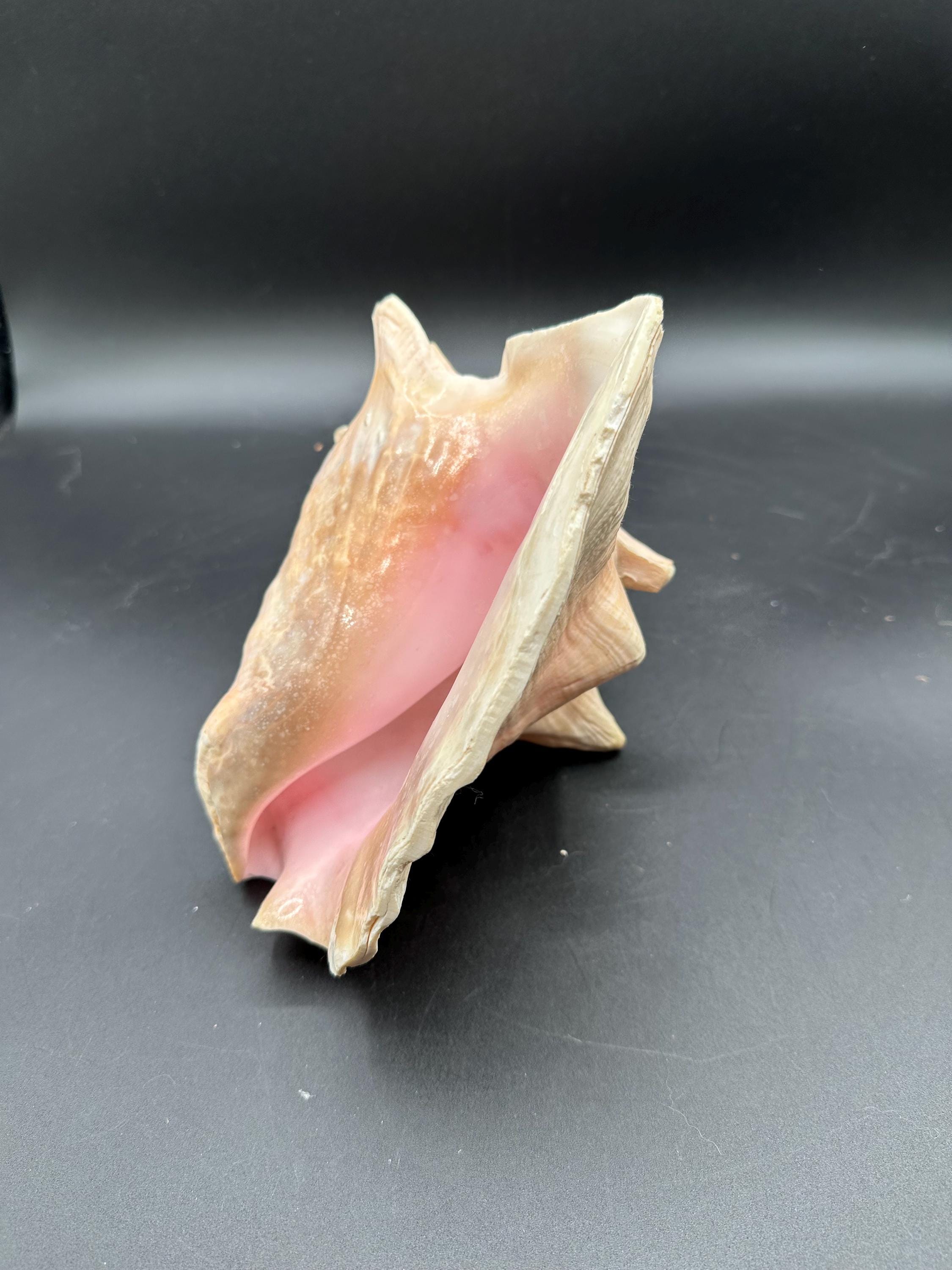 Pink Conch Shell Turtle Large Conch Shell Pink Ocean Seashell - Etsy