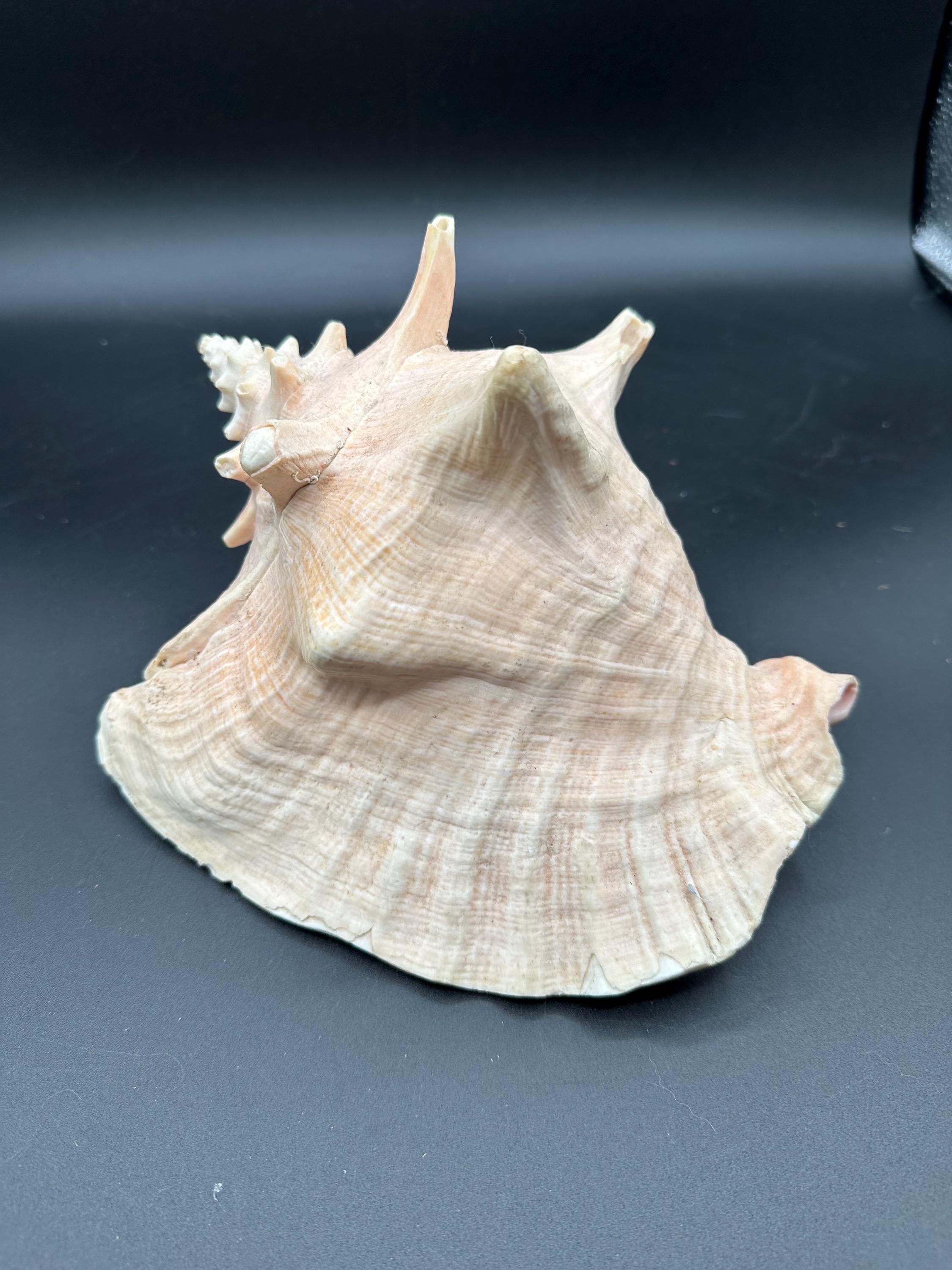 Pink Conch Shell Turtle Large Conch Shell Pink Ocean Seashell - Etsy