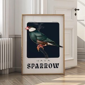 Arte de pared vintage de gorrión de Java / Impresión digital de pájaro botánico / Elegante póster de pájaro exótico / Decoración de naturaleza tropical descargable