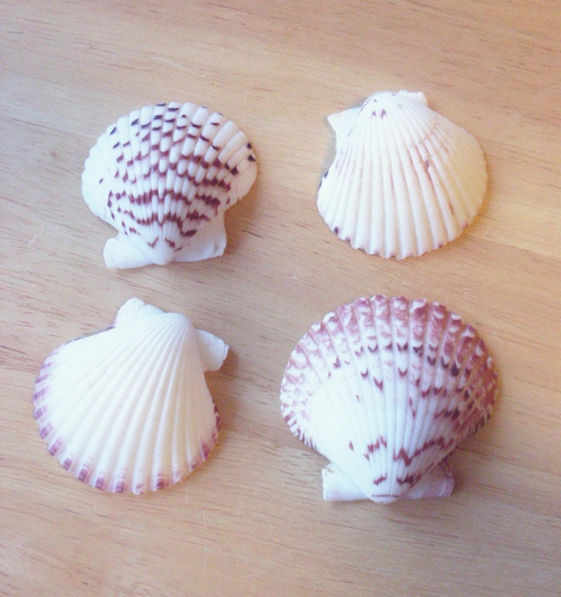 Seashell Hair Clip 50% Off Sale LAST ONE Sea Shell Barrette Mermaid Costume Ariel Nautical Bridesmaid Beach Wedding Accessories Womens Gift image 5