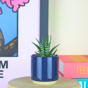 May include: A small Haworthia succulent with dark green, pointed leaves featuring horizontal white stripes, planted in a glossy, cylindrical navy blue ceramic pot with a contrasting light cream-coloured base.