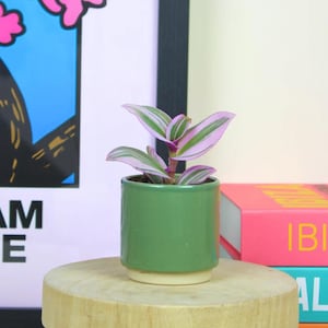 May include: A small Tradescantia nanouk plant with variegated green, white, and pink leaves potted in a cylindrical green ceramic planter with a cream-coloured base. The plant features pointed, striped foliage and a sturdy, upright stem structure.