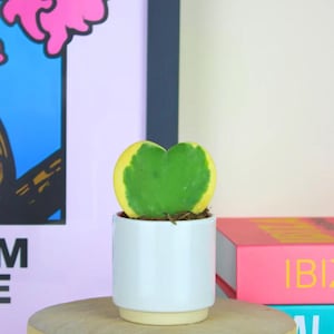 May include: A heart-shaped Hoya kerrii succulent leaf with a vibrant green centre and a distinct yellow variegated border, planted in a small, cylindrical white ceramic pot with a light beige base, sitting on a round wooden pedestal.