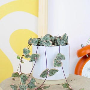 Lil String of Hearts | Ceropegia Woodii | Mini Trailing Succulent | Heart Leaf Houseplant | Easy Care Plant | 6cm Pot