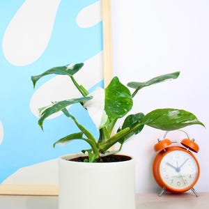 White Princess Philodendron 25–35cm | Rare Variegated Aroid | 12cm Pot | Statement Houseplant | Easy Care Indoor Plant