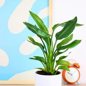 May include: A vibrant green bird of paradise plant with long, pointed leaves potted in a smooth, cylindrical white ceramic container. Beside the plant sits a small, round orange analogue alarm clock with a white face and black hands.
