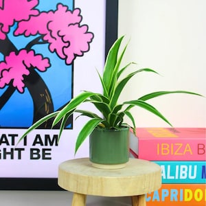 Lil Spider Plant | Chlorophytum | Mini Houseplant | Pet Safe Indoor Plant | Easy Care Desk Plant | Lil Z Range | 6cm Pot