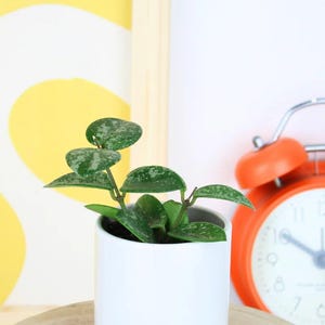 May include: A small Hoya plant with variegated green and silver heart-shaped leaves potted in a smooth white cylindrical ceramic container. The plant features thick, waxy foliage with distinct speckled patterns on the surface of each leaf.