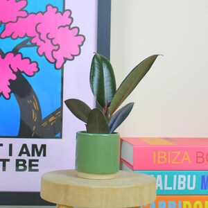 May include: A small rubber plant with dark green, glossy, oval-shaped leaves potted in a smooth, cylindrical, light green ceramic planter with a cream-coloured base, resting on a small, round, light-coloured wooden stool with three short legs.