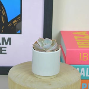 May include: A small succulent plant with pale green and pinkish leaves potted in a cylindrical white ceramic container with a smooth finish. The plant is centred in the pot, displaying a rosette leaf arrangement with soft, rounded edges.
