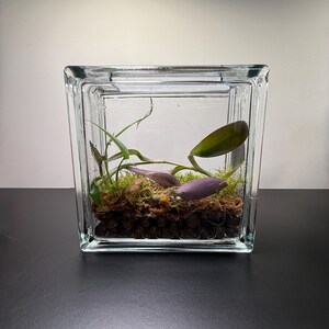 Semi-open Terrarium With Live Moss – Self-sustaining Ecosystem