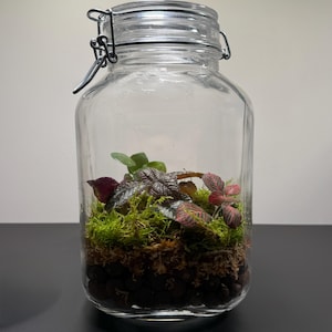 Medium-Sized Live Terrarium | Live Plants