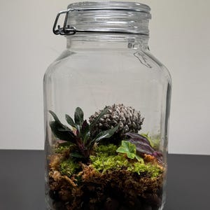 Medium-Sized Live Terrarium | Live Plants