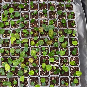 May include: A grid of small, square, clear plastic pots containing young green seedlings planted in dark soil with perlite. Each pot holds one or more tiny plants with heart-shaped leaves, arranged in a uniform pattern within a reflective tray.