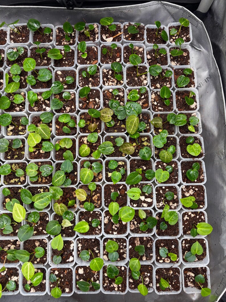 May include: A grid of small, square, clear plastic pots containing young green seedlings planted in dark soil with perlite. Each pot holds one or more tiny plants with heart-shaped leaves, arranged in a uniform pattern within a reflective tray.