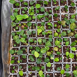 May include: A grid of numerous small, square white plastic pots containing young green seedlings planted in dark soil with perlite. Each pot holds one or more tiny plants with heart-shaped leaves, arranged in a dense, uniform pattern within a tray.