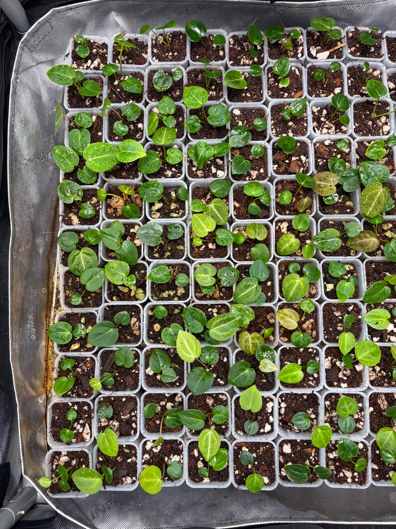 May include: A grid of numerous small, square white plastic pots containing young green seedlings planted in dark soil with perlite. Each pot holds one or more tiny plants with heart-shaped leaves, arranged in a dense, uniform pattern within a tray.