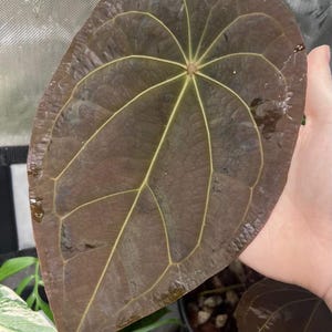 Anthurium (AoS x Forgetii) x Michelle 2-3 Leaf Seedlings *Growers Choice* image 7
