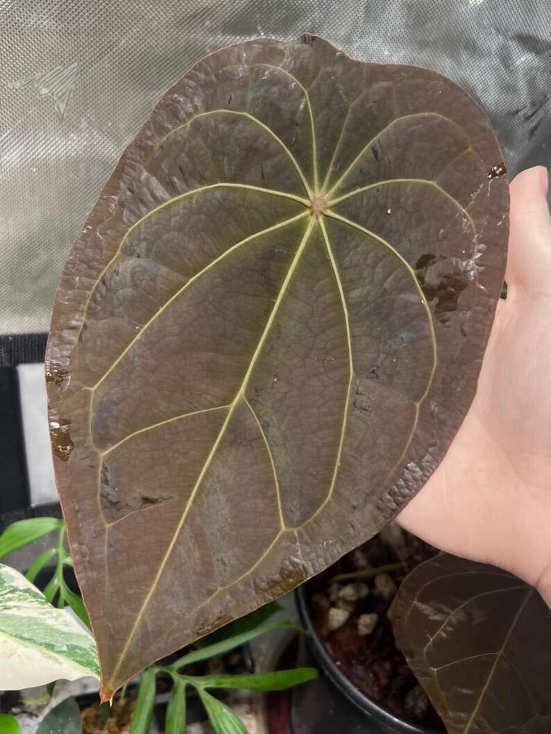Anthurium (AoS x Forgetii) x Michelle 2-3 Leaf Seedlings *Growers Choice* image 7