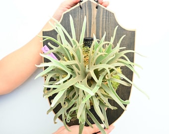 Spore Grown Platycerium willinckii Yellow Moon Dwarf
