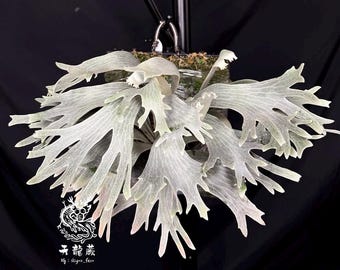 Platycerium "Spur" Offset/OC || Very Rare || NOT TC or Spore Grown