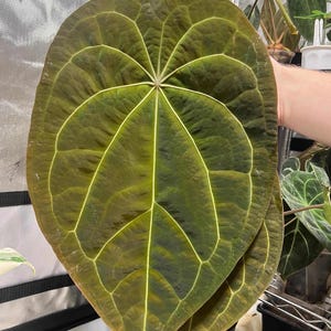 May include: A large, heart-shaped Anthurium leaf with a velvety, dark olive-green surface and prominent, light-colored veins radiating from the center. The leaf has a distinct pointed tip and a textured, matte appearance with deep green tones.