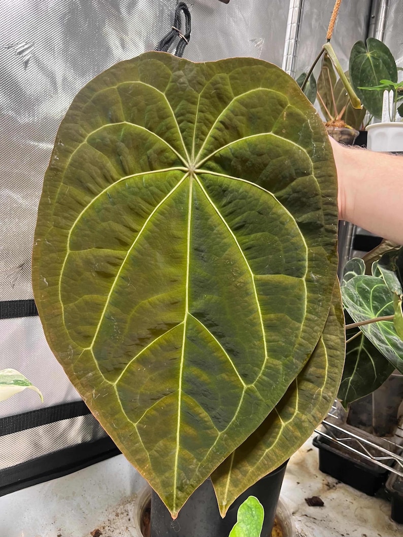 May include: A large, heart-shaped Anthurium leaf with a velvety, dark olive-green surface and prominent, light-colored veins radiating from the center. The leaf has a distinct pointed tip and a textured, matte appearance with deep green tones.