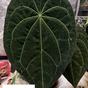 May include: A large, dark green Anthurium Ace of Spades x Forgetii leaf with a prominent, heart-shaped silhouette and a textured, velvety surface. The leaf features distinct, light-colored veins radiating from the center stem to the edges.