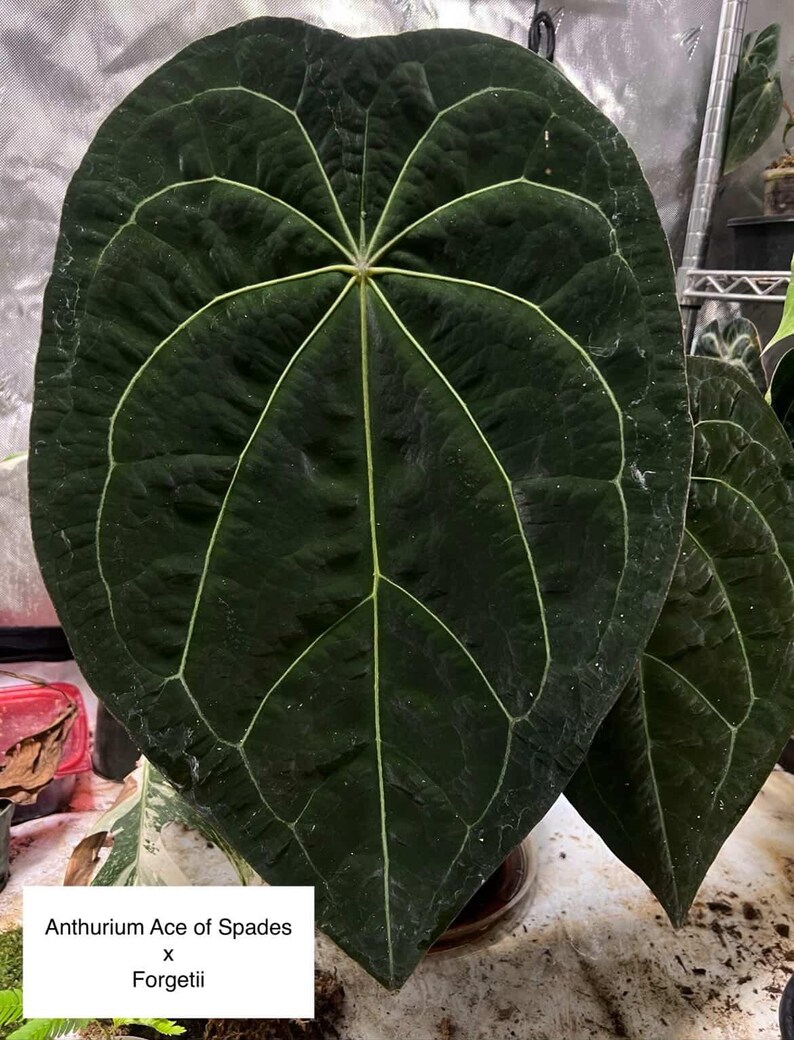 May include: A large, dark green Anthurium Ace of Spades x Forgetii leaf with a prominent, heart-shaped silhouette and a textured, velvety surface. The leaf features distinct, light-colored veins radiating from the center stem to the edges.