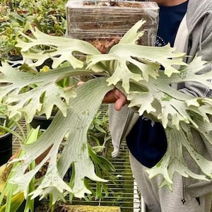 May include: A Platycerium staghorn fern with pale green, deeply lobed, antler-like fronds. The plant is mounted on a rectangular wooden board wrapped in clear plastic film, displaying a dense root system and organic substrate at the base.