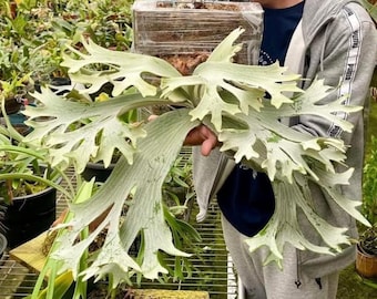 Platycetium Stella Aeterini TC || Medium/Large Size