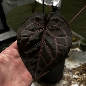 Anthurium (AoS x Forgetii) x Michelle 2-3 Leaf Seedlings *Growers Choice* image 11