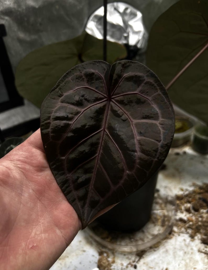 Anthurium (AoS x Forgetii) x Michelle 2-3 Leaf Seedlings *Growers Choice* image 11