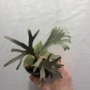 Platycerium Willinckii Jenny - Etsy