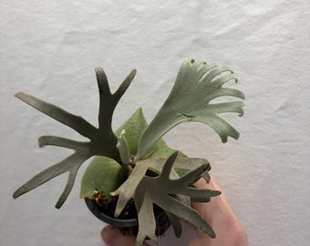 Large Platycerium willinckii Jenny TC