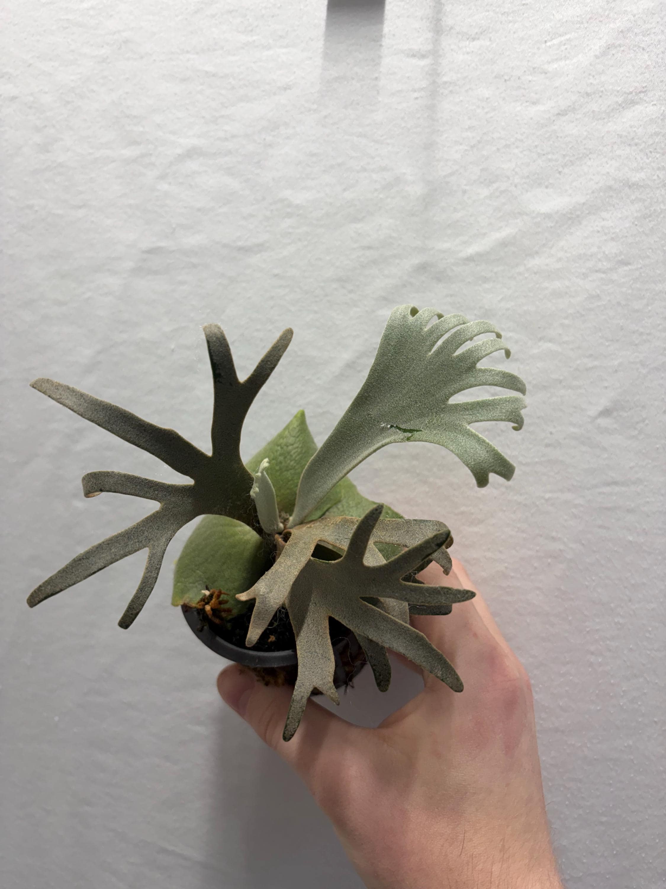 Platycerium Willinckii Jenny - Etsy