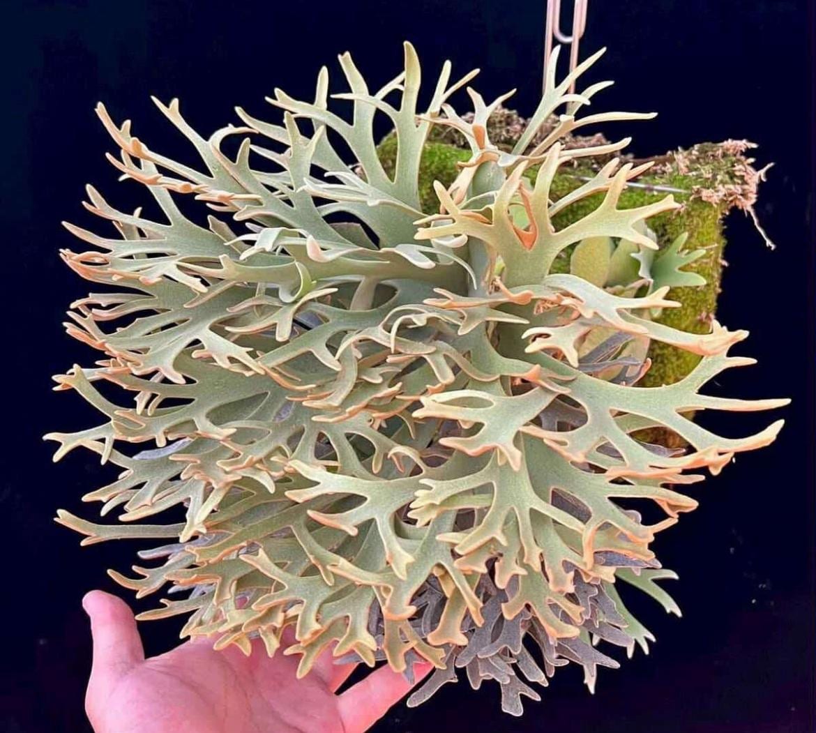 Platycerium Willinckii Dwarf - Etsy
