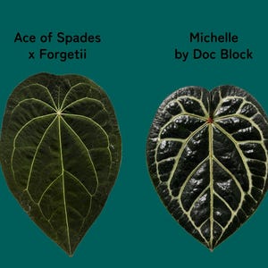 May include: Two heart-shaped leaves against a teal background. The left leaf is dark green with thin, light green veins labeled Ace of Spades x Forgetii. The right leaf is dark, glossy green with prominent, thick white veins labeled Michelle by Doc Block.