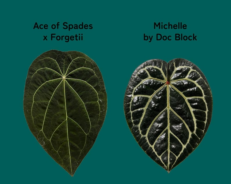 May include: Two heart-shaped leaves against a teal background. The left leaf is dark green with thin, light green veins labeled Ace of Spades x Forgetii. The right leaf is dark, glossy green with prominent, thick white veins labeled Michelle by Doc Block.