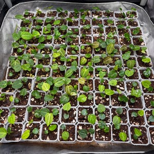 May include: A large grid of small, square white plastic pots containing young green seedlings with heart-shaped leaves. Each pot is filled with dark potting soil and perlite, arranged in a uniform tray inside a reflective silver grow tent.